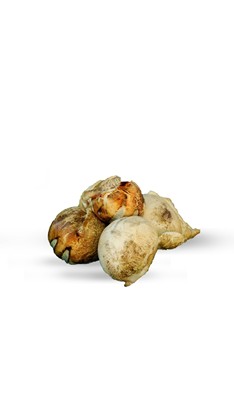 Bocconcini affumicata