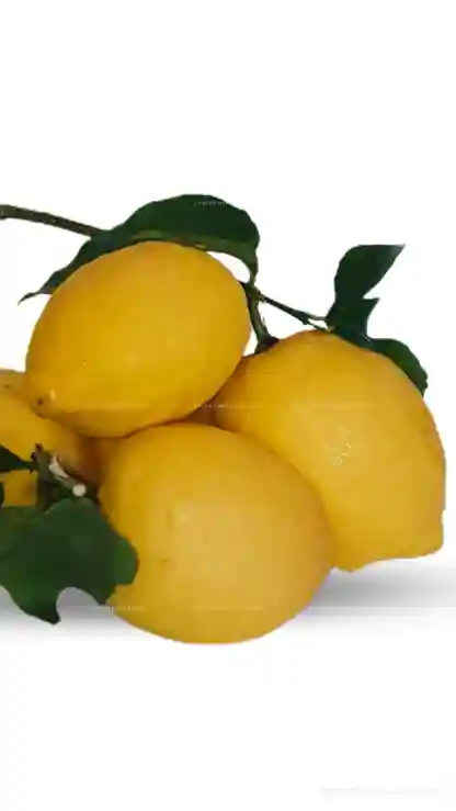 Limoni della Costiera Amalfitana