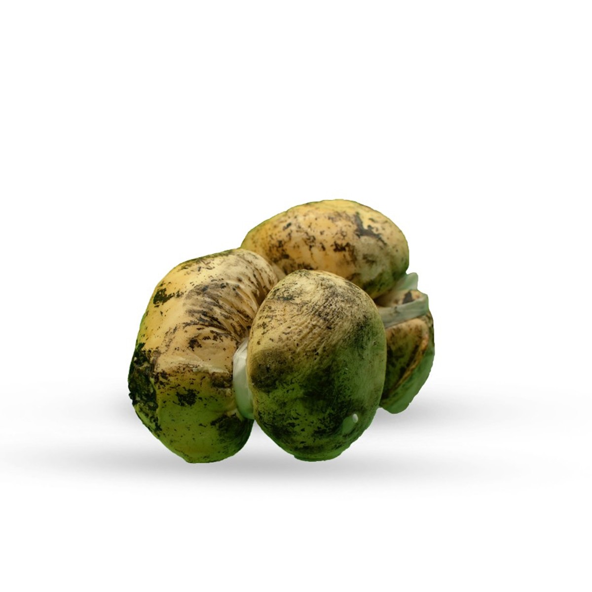 Scamorza affumicata bufala