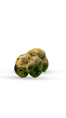 Scamorza affumicata di vaccino